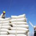 Xuất khẩu gạo: Doanh nghiệp lao đao vì giá giảm và vướng mắc VAT