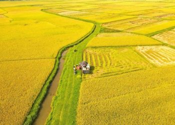 Làm sao để đưa nông nghiệp Việt vào chuỗi giá trị toàn cầu?