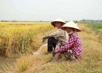 Gạo Lúa Vàng Việt – Thương Hiệu Gạo Tây Ninh 4 năm liên tiếp đạt Hàng Việt Nam Chất Lượng Cao