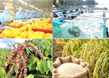 Giảm phát thải: ‘Giấy thông hành’ cho nông sản xuất khẩu