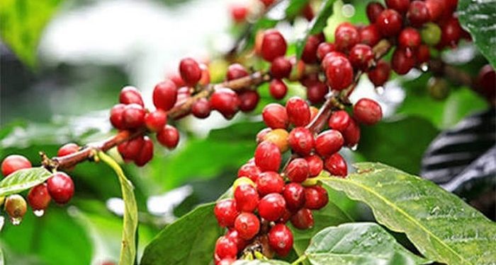 Nông sản Việt cần sớm thích ứng với quy định chống mất rừng của Vương quốc Anh