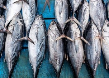 Cá ngừ Việt Nam tăng 72% tại Nga, dư địa lớn nhưng không dễ khai thác