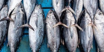 Cá ngừ Việt Nam tăng 72% tại Nga, dư địa lớn nhưng không dễ khai thác