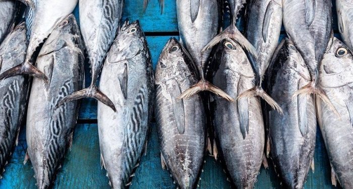 Cá ngừ Việt Nam tăng 72% tại Nga, dư địa lớn nhưng không dễ khai thác